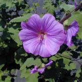 Lavatera Bredon Springs