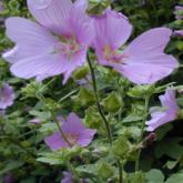 Lavateria Olbia Rosea
