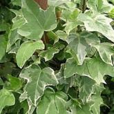 Hedera Helix Glacier