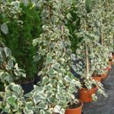Hedera Helix Elegantissima
