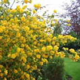 Kerria Japonica Pleniflora