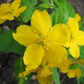 Kerria Japonica Golden Guinea