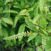 Itea Virginal Henry's Garnet
