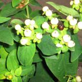 Hypericum Inodrum Magical White