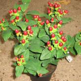Hypericum Inodrum Magical Red Star