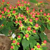 Hypericum Inodrum Magical Giant
