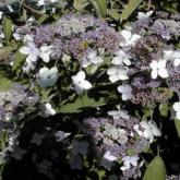 Hydrangea Villosa