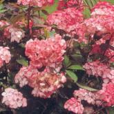 Hydrangea Serrata Preziosa
