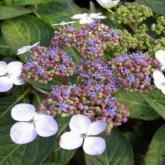 Hydrangea Serrata Blue Bird