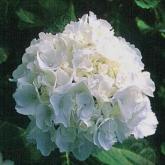 Hydrangea M. Schneeball