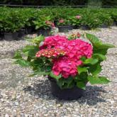 Hydrangea M. Red Baron