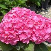 Hydrangea M. Freudenstein