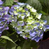 Hydrangea M. Adria