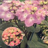 Hydrangea Choco Rose et Choco Bleu