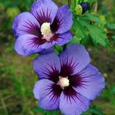 Hibiscus Syriacus Ultramarine
