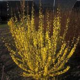Forsythia Intermedia Mindor