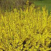 Forsythia Intermedia Casque d'Or