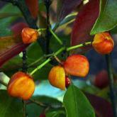 Euonymus Wilsonii