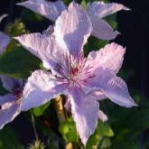 Hagley Hybrid
