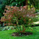 Euonymus Alatus Compactus