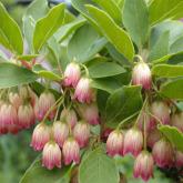 Enkianthus Campanulatus