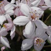 Deutzia Mont Rose