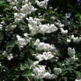 Deutzia Magnifica