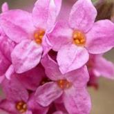 Dapne Mezereum Rubra