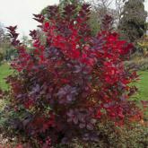 Cotinus Grace