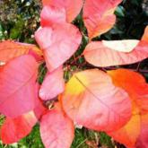 Cotinus Coggygria Flame