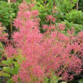 Cotinus Coggygria Purpureus Selection