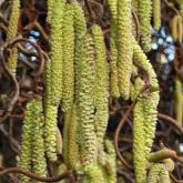 Corylus Avellana Contorta