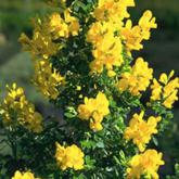 Coronilla Emerus