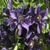 Saphyra Indigo