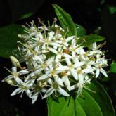 Cornus Sanguinea