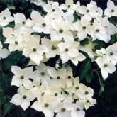 Cornus Kousa Milky Way