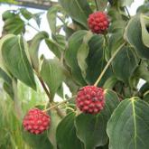 Cornus K. Chinensis National (Fruits)