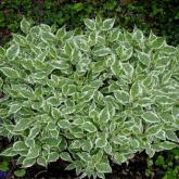 Cornus Alba Ivory Halo