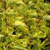Cornus Alba Gouchaultii