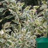 Cornus Alba Elegantissima