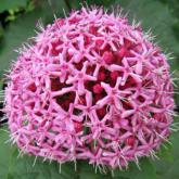 Clerodendrum Bugei