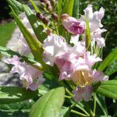 Chitalpa Summer Bell
