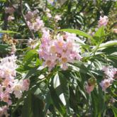 Chitalpa Pink Dawn