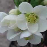 Chaenomeles Speciosa Nivalis