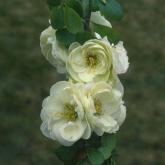 Chaenomeles Speciosa Kinshiden