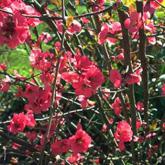 Chaenomeles X Superba Crimson and Gold