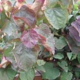 Cercis C. Forest Pansy