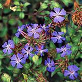Ceratostigma Willmottianum