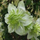 Florida Alba Plena