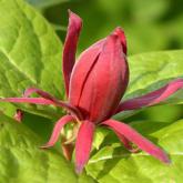 Calycanthus Floridus